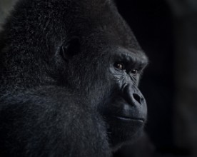 Afbeeldingen van Gorillablik