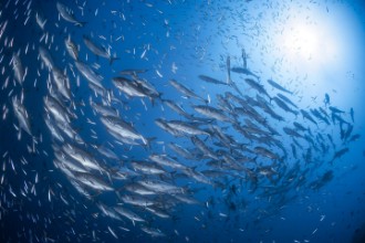 Afbeeldingen van A school of trevaly