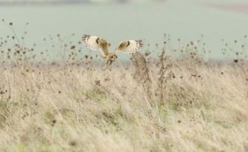 Pilt Hunting Short Eared Owl