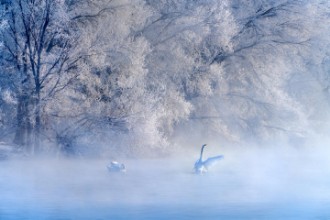 Kép Swan lake