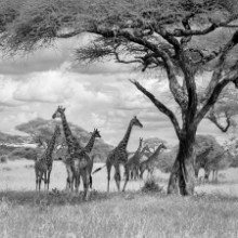 Poza cu Giraffes on savanna in black and white