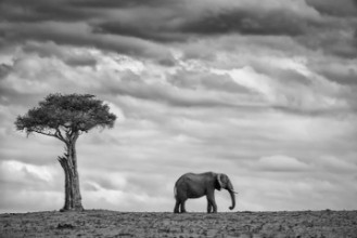 Imagem de Elephant landscape
