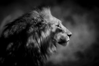 Afbeeldingen van The Male