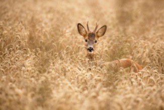 Bild von Deer in the field