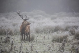 Picture of Prideful. deer.