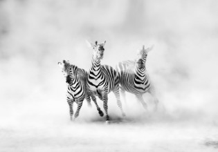 Afbeeldingen van ZEBRAS