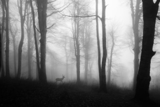 Image de Forest