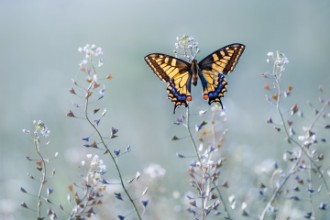 Bild von Swallowtail beauty