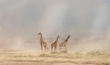Poza cu Giraffes on dusty Savannah