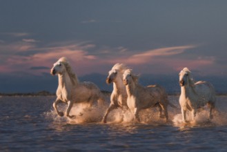 Bild von Angels of Camargue