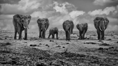 Ritratt ta’ Big family