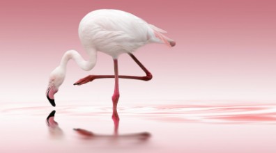 Afbeeldingen van Pink Flamingo