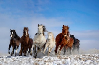 Attēls Mongolia Horses