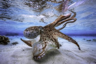 Obrazek Dancing Octopus