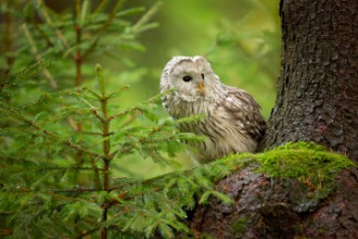 Pilt Ural Owl