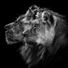 Image de Portrait de lion et lionne