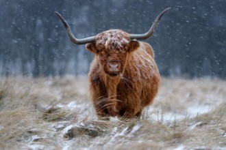Bild vun Snowy Highland cow