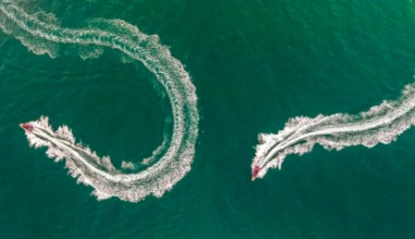 Picture of Sea snake