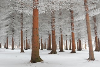 In White paveikslėlis