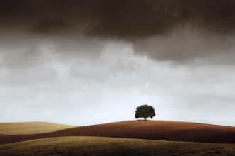 Image de Tree pf Reflection