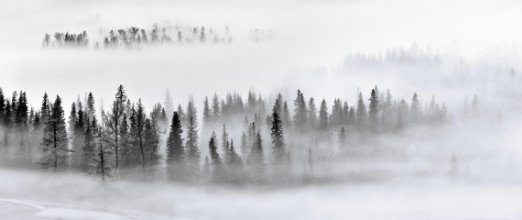 Bild på Dimmig skog i svartvitt