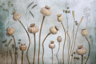 Bild von Dry Papaver