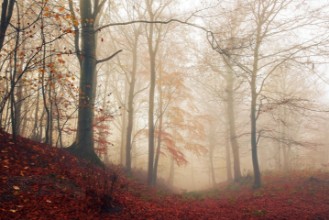 Afbeeldingen van Foggy Fall Forest