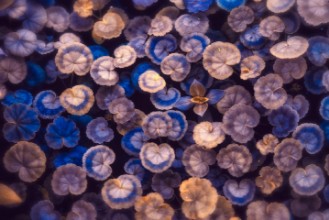 Image de The Little Umbrellas