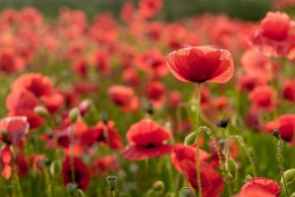 Imagem de The Light Behind