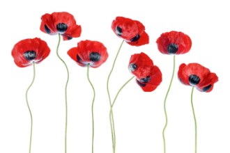 Pilt Ladybird Poppies