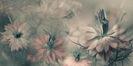 Bild von The virgins II