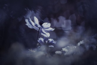 Picture of Juste une tite chanson dÁmour