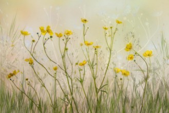 Afbeeldingen van Early Morning Flowers