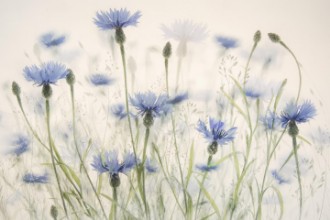 Bild på Kornblommor
