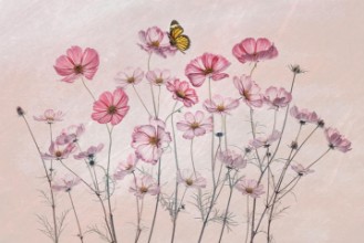 Bild på Fjäril och rosa blommor