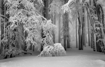 Bild vun Perfect winter