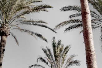 Снимка на Palm_009