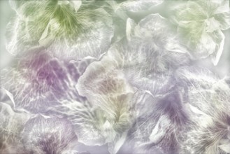 Pilt Dancing flowers