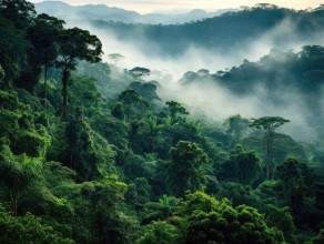 Imagen de View over Foggy Jungle