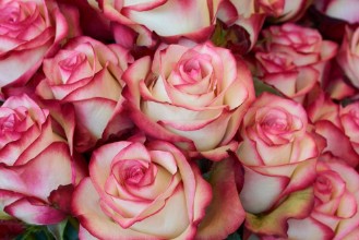 Afbeeldingen van Heap of Roses