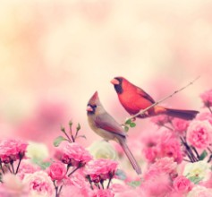 Afbeeldingen van Northern Cardinals