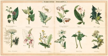 Afbeeldingen van Vintage style illustration of Poisonous Plants