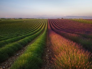 Immagine di Lavender Lines