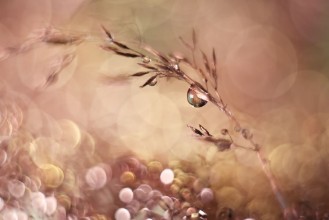 Bild på Pastel Dream