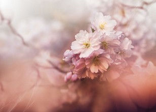 Sakura paveikslėlis