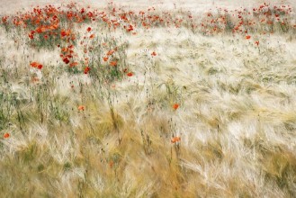 Ritratt ta’ Summerfield