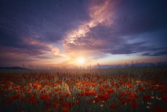 Picture of Between color and light