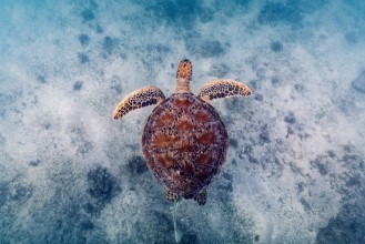 Obrázok z Australian Way