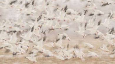 Bild von Birds Flying