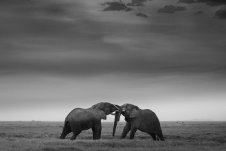 Снимка на Mock Fight